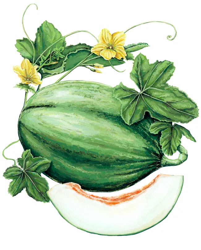 melão manuel antónio