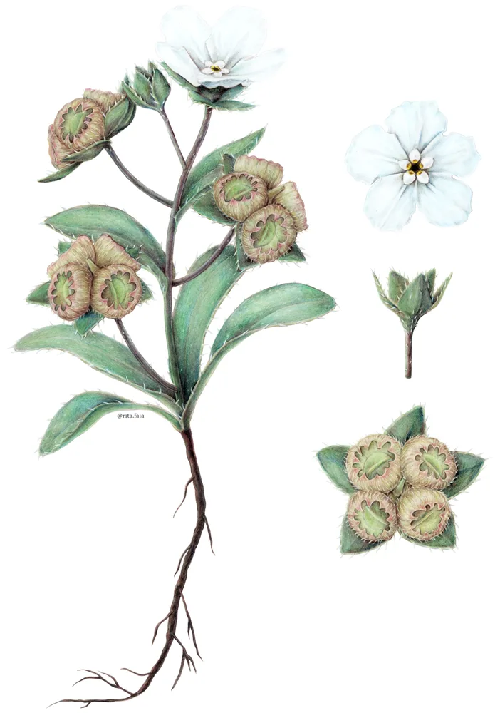 Omphalodes Kusinzkyanae