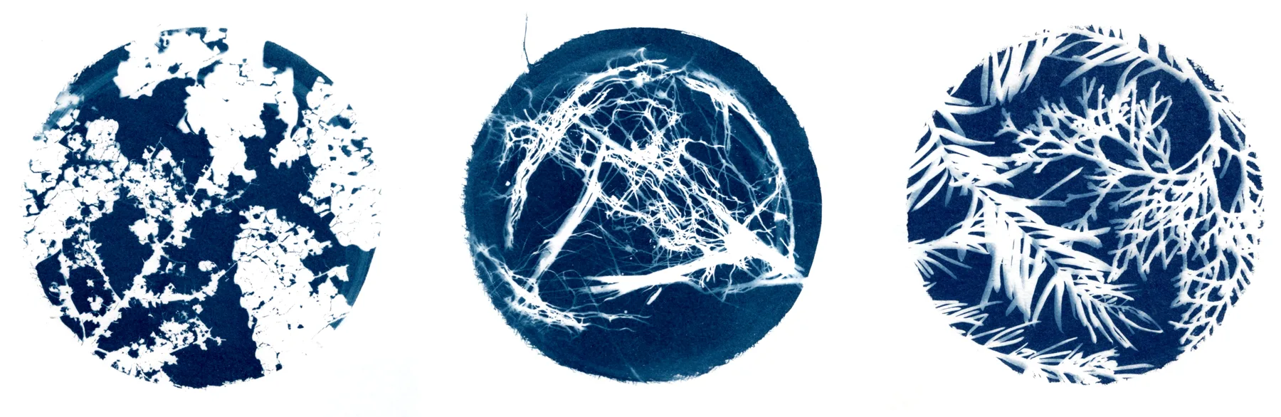 cianotipia de natureza