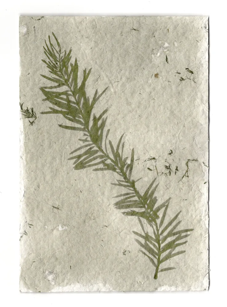 rita-faia-antotype-chlorella