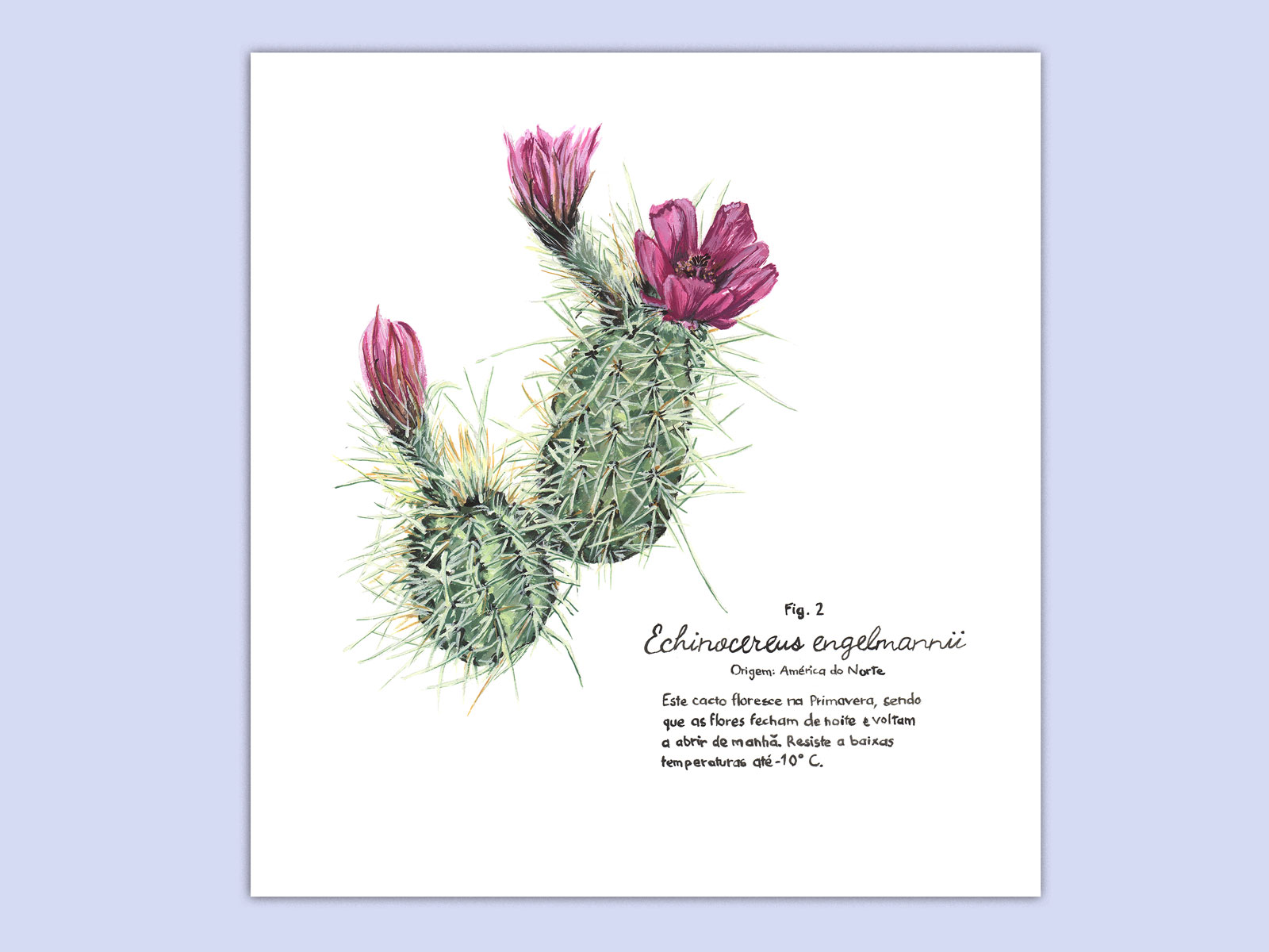 Cacto Fig. 2 - Image 1