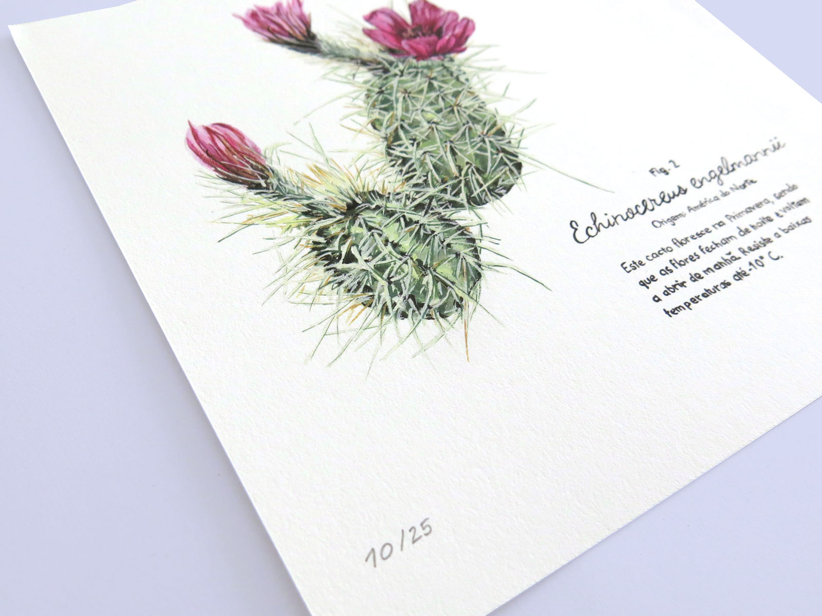 Cacto Fig. 2 - Image 2