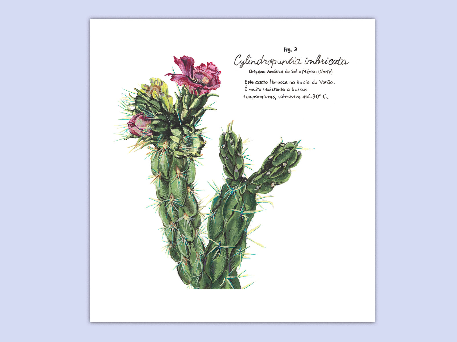 Cacto Fig. 3 - Image 1