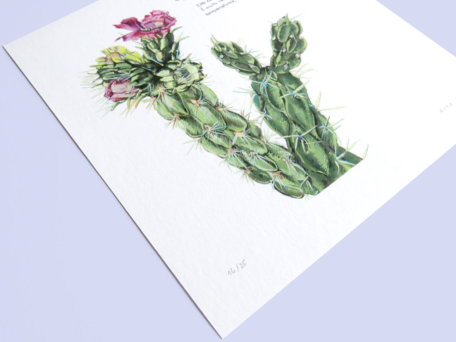 Cacto Fig. 3 - Image 2